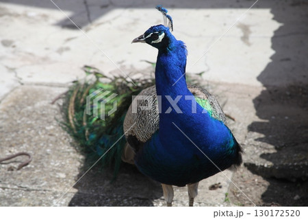 Peacock at Home Setting Peacock at Home Setting 130172520