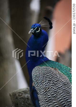 Peacock at Home Setting 130172530