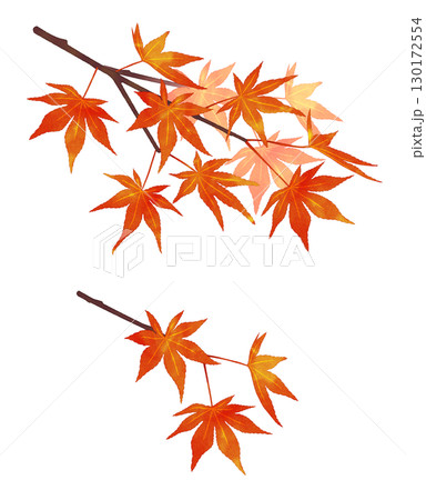 紅葉の枝　水彩風　濃淡あり 130172554