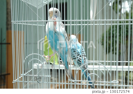 Parrot in a cage Close up Parrot in a cage Close up 130172574