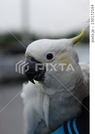 Parrot in a cage Close up 130172584