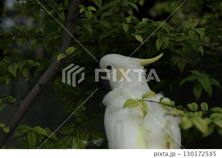 Parrot in a cage Close up 130172585