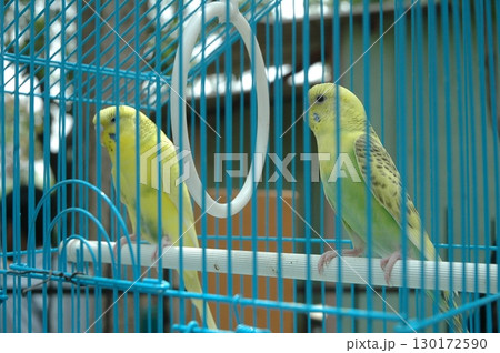 Parrot in a cage Close up Parrot in a cage Close up 130172590