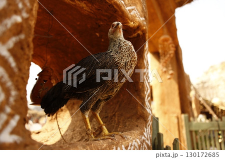 Hen at rural House India 130172685