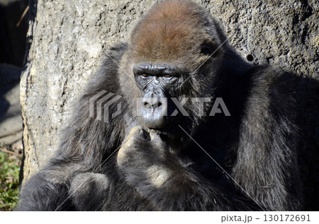 ゴリラ 130172691