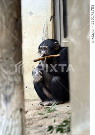 チンパンジー 130172708