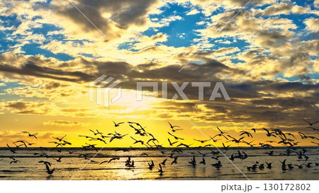 Seagull Beach Sunset 130172802