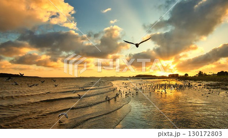 Seagull Sunset Lift Off 130172803
