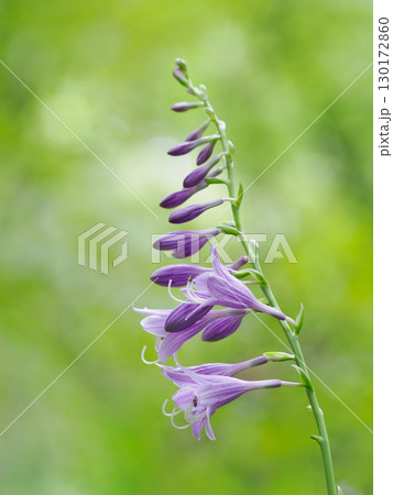 淡紫色の美しいコバギボウシ 130172860