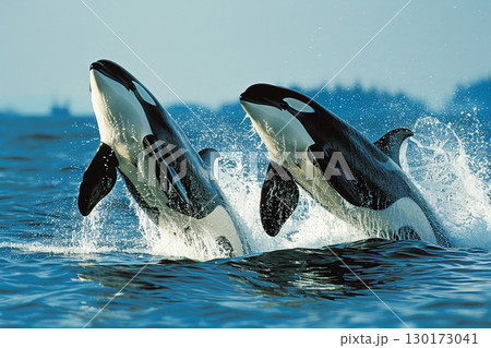 a Killer whale breaching out of water. ai generative 130173041