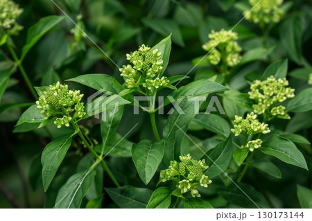 An invasive plant with green flowers and leaves known as alligator.ai generative 130173144