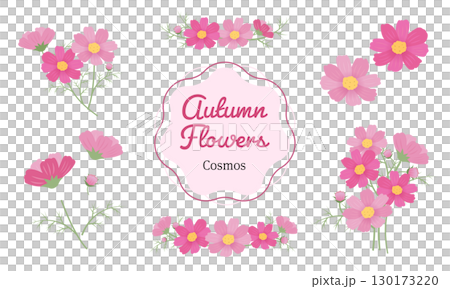 コスモスのイラスト素材セット 130173220