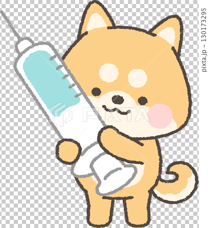 Brown Shiba Inu holding a syringe 130173295