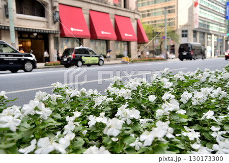 歩道の植え込みの花が綺麗な休日の日本橋三丁目周辺の景色 130173300