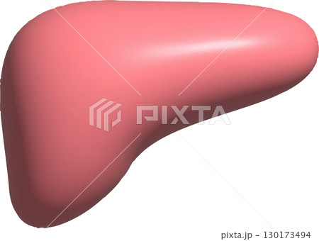 肝臓3D 130173494