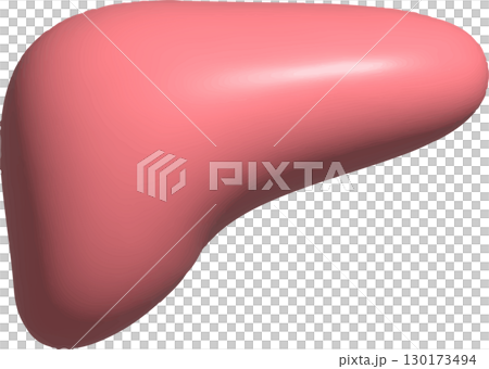 肝臓3D 130173494