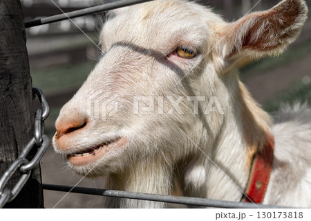 柵から顔を出すヤギ 130173818