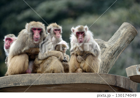 ニホンザル 130174049