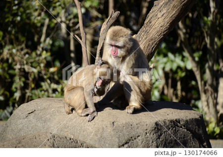 ニホンザル 130174066