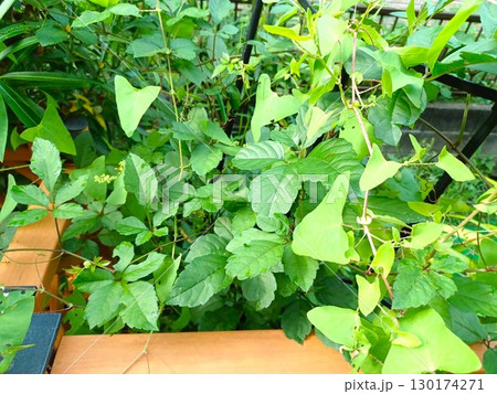 夏 庭木に絡みついたつる性の雑草 夏 庭木に絡みついたつる性の雑草 130174271