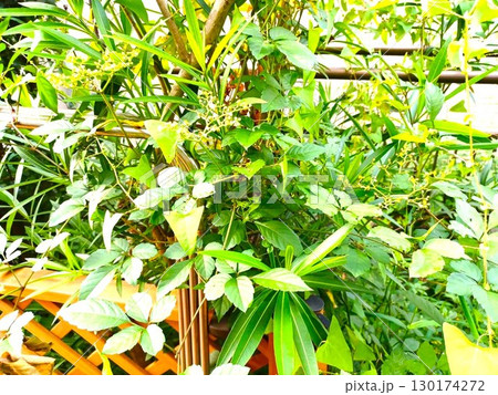 夏　庭木に絡みついたつる性の雑草 130174272