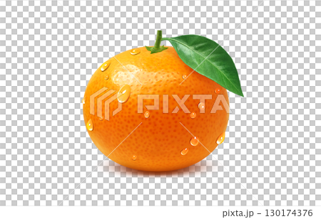 Mandarin orange illustration realistic white background 130174376