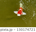 池の水面を泳ぐ鯉 130174721
