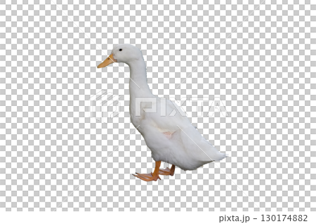 Duck white Duck white 130174882