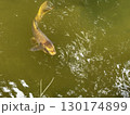 池を泳ぐ鯉 130174899