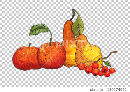Bright autumn composition of apples, pears and hawthorn berries. Hand-drawn illustration with watercolor and ink. Drawing for poster, print, scrapbooking. Autumn, harvest, fruits, food, diet, vitamins 130174922