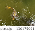 池で暴れる鯉 130175091