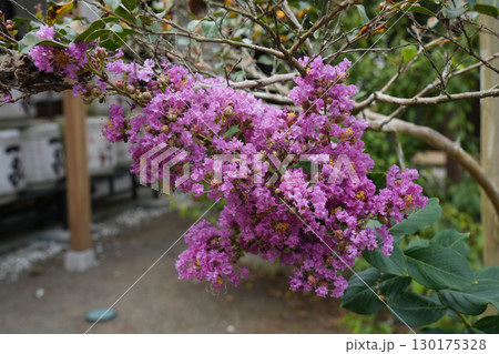 さるすべり 130175328