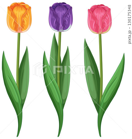 Vibrant Tulip Trio Vector Illustration 130175348