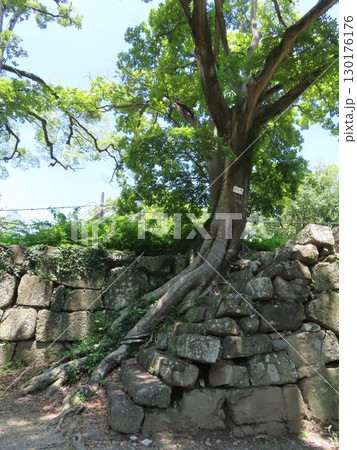 史跡和歌山城、虎伏山とらふすやまに立つ和歌山県のシンボル、紀州徳川家の居城 130176176