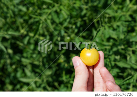 Small round yellow tomato in hand against green bush background. 130176726