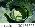 Ripe green cabbage head. Cabbage is growing. 130176727