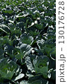 Organic selected cabbage. Growing cabbage. 130176728