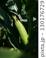 Ripe corn cob among green leaves in a field in the summer season. Harvest, organic farming, natural products and agrarian culture. 130176729