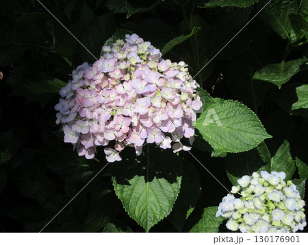 背景に浮かびあがるピンク色の紫陽花 130176901