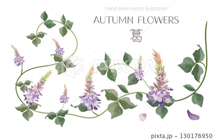 水彩で描いた葛（秋の七草のひとつ）のイラスト素材 130176950