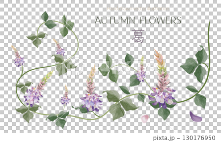 水彩で描いた葛（秋の七草のひとつ）のイラスト素材 130176950