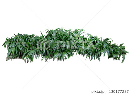 Dove Tail (Xiphidium caeruleum) plant 130177287