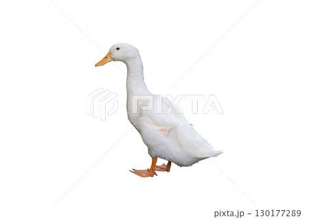 White domestic ducks. 130177289