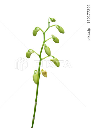 Stem of beautiful buds of orchid flower waiting to blossom 130177292