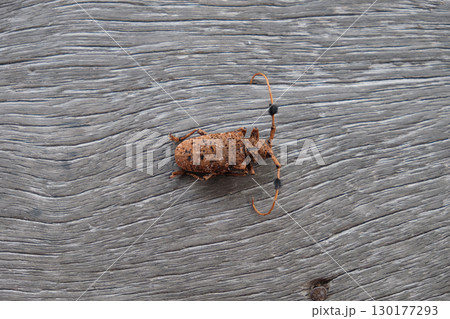 The beetle with the scientific name Aristobia freneyi The beetle with the scientific name Aristobia freneyi 130177293