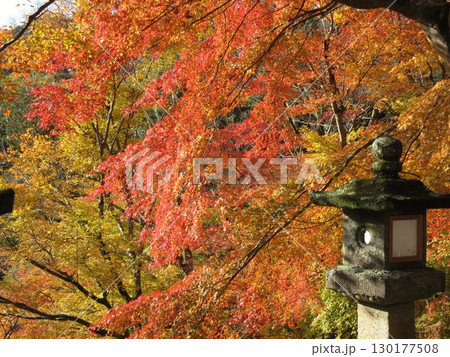紅葉に包まれた石灯籠 紅葉に包まれた石灯籠 130177508
