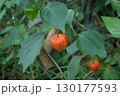 色づき始めたホオズキ 130177593
