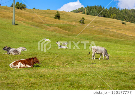 Cows resting on green grass pasture Cows resting on green grass pasture 130177777