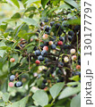 ブルーベリー 130177797