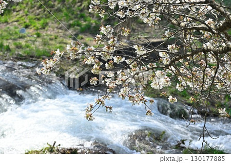観音寺川の桜並木（福島県） 130177885